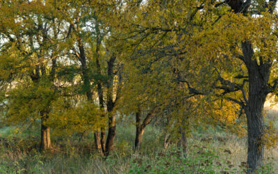 Cedar Elm