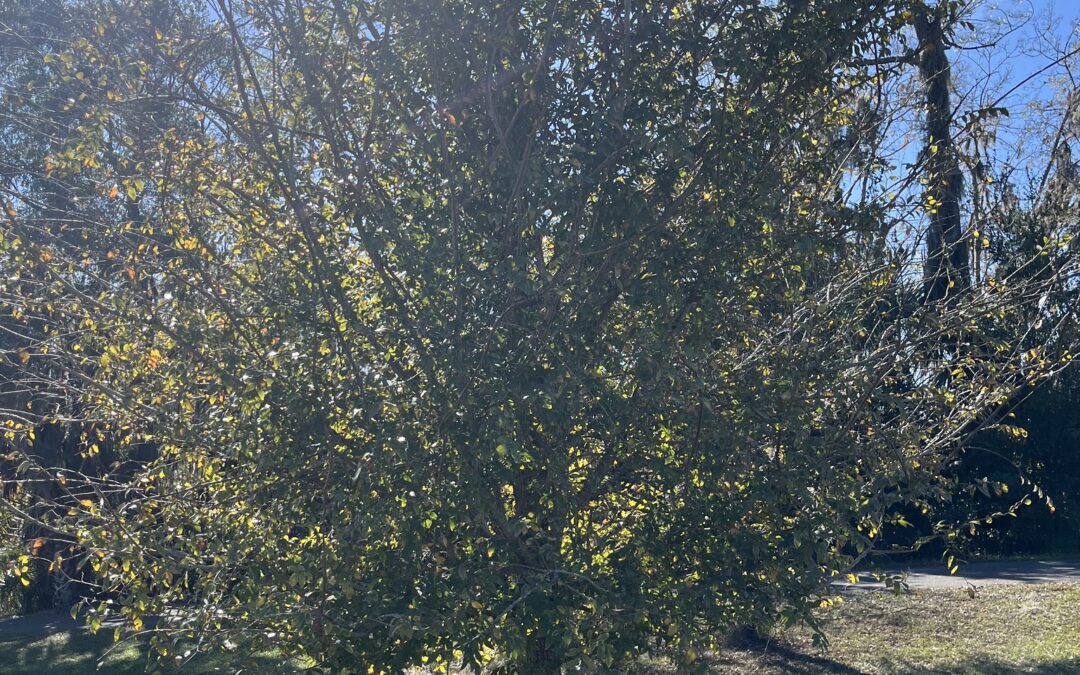 Winged Elm