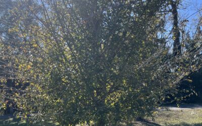 Winged Elm