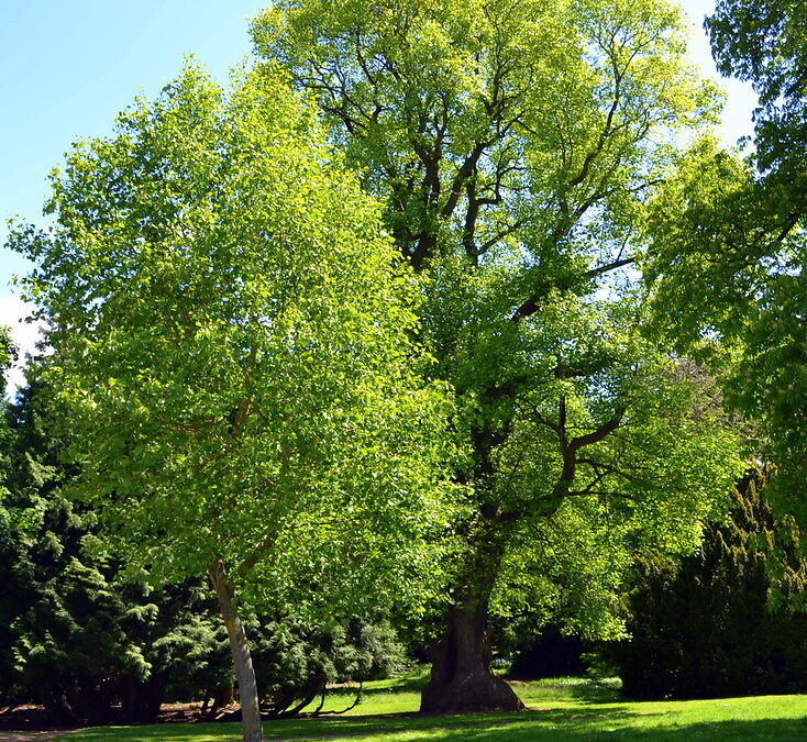 Tulip Poplar