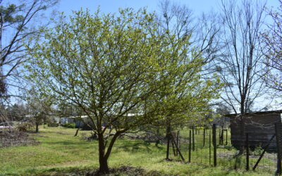 Mayhaw