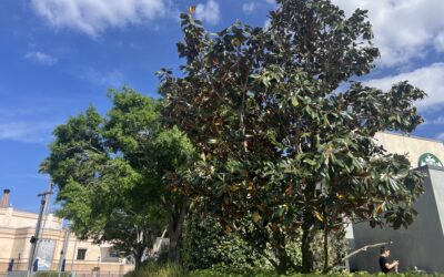 Southern Magnolia
